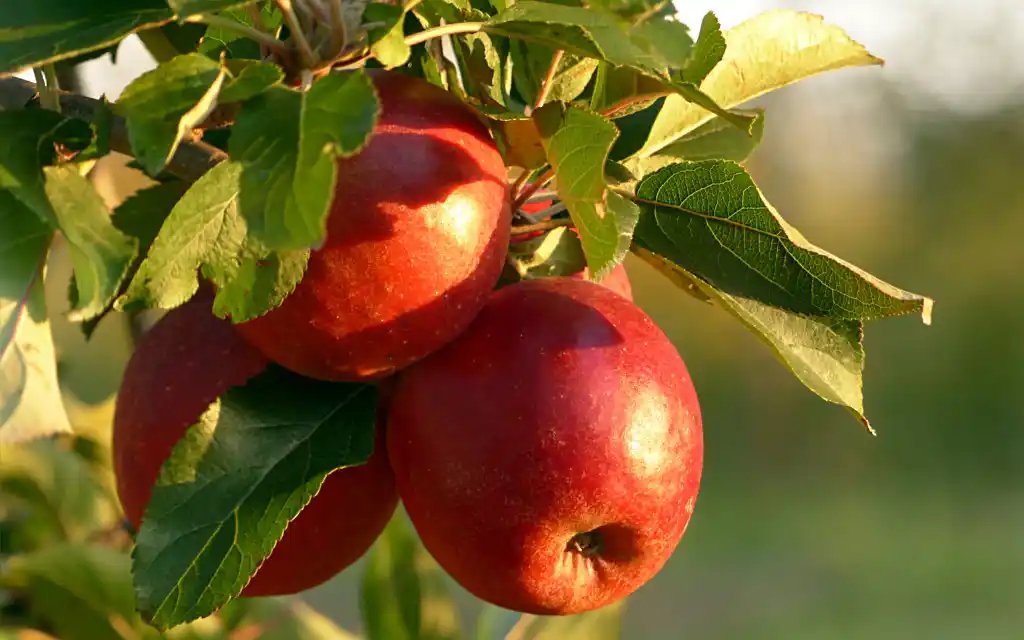 red apples