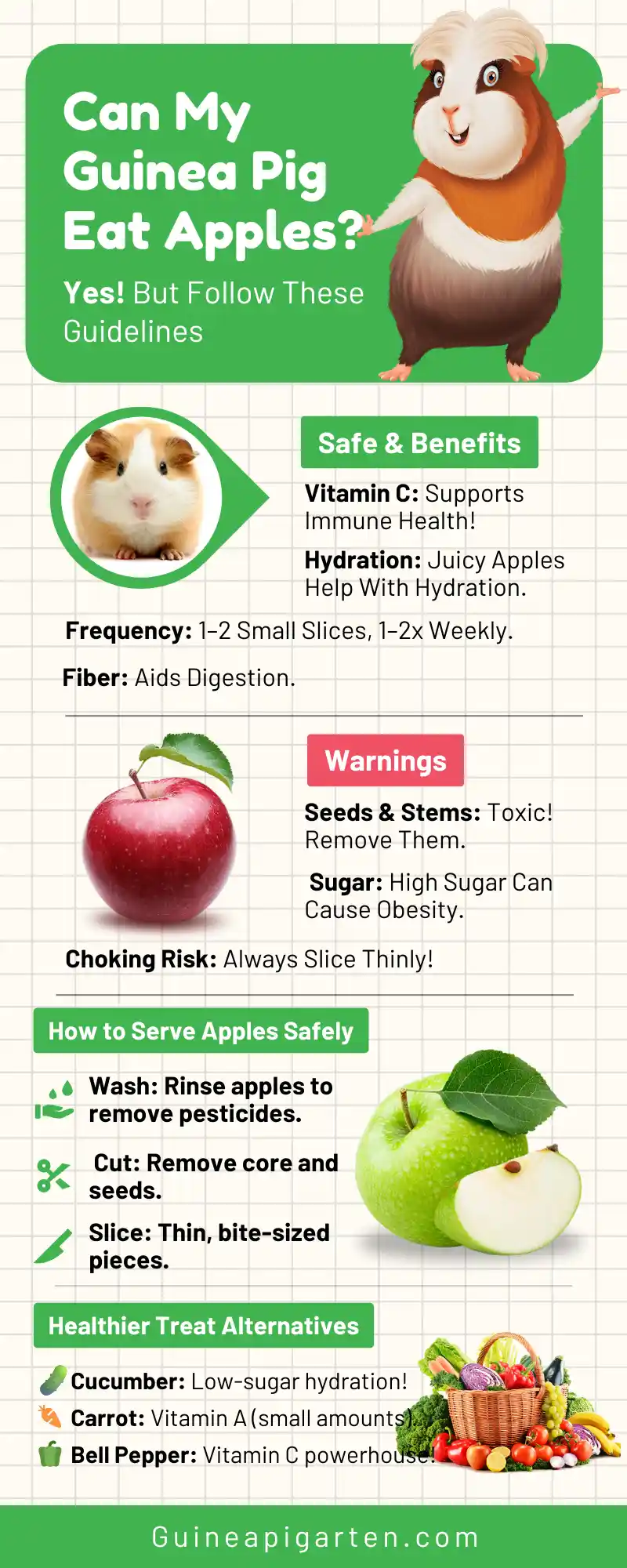 can guinea pigs eat apples infographic