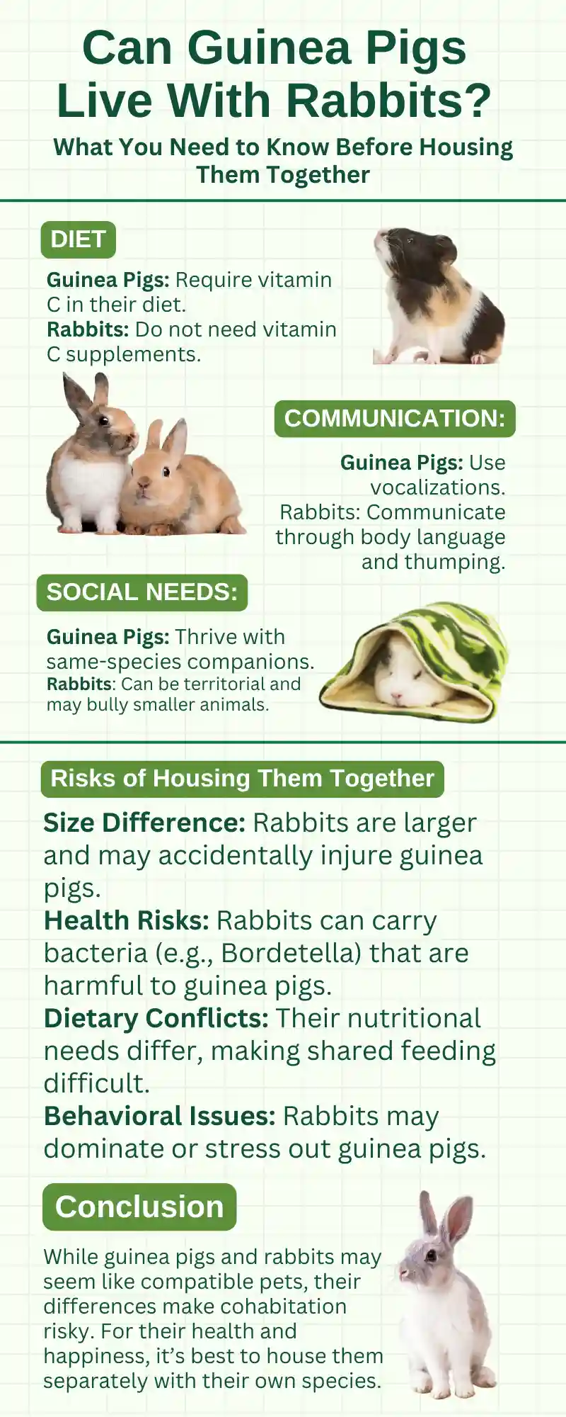 guinea pigs rabbits cohabitation guide infographic