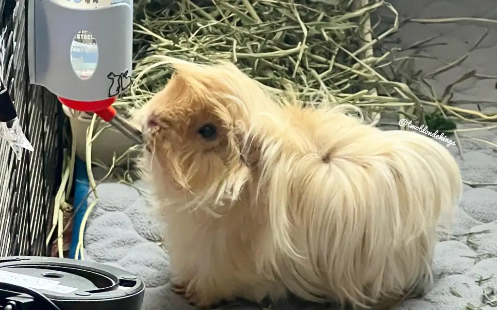 A cute white guinea pig sipping from a water bottle