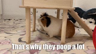 Guinea Pig Potty Training