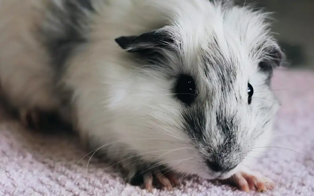 Fluffy, long-haired black and white young guinea pig looking calm, illustrating how to keep long-furred cavies cool without air conditioning.
