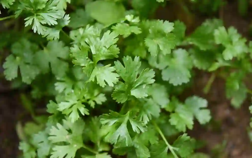 Parsley