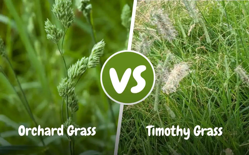 Timothy grass vs. orchard grass