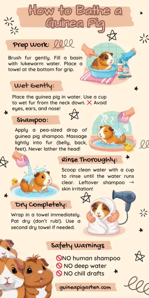 Stress-Free Guinea Pig Bathing Guide Infographic: Safe Steps, Shampoo Tips, Drying Methods & Warnings