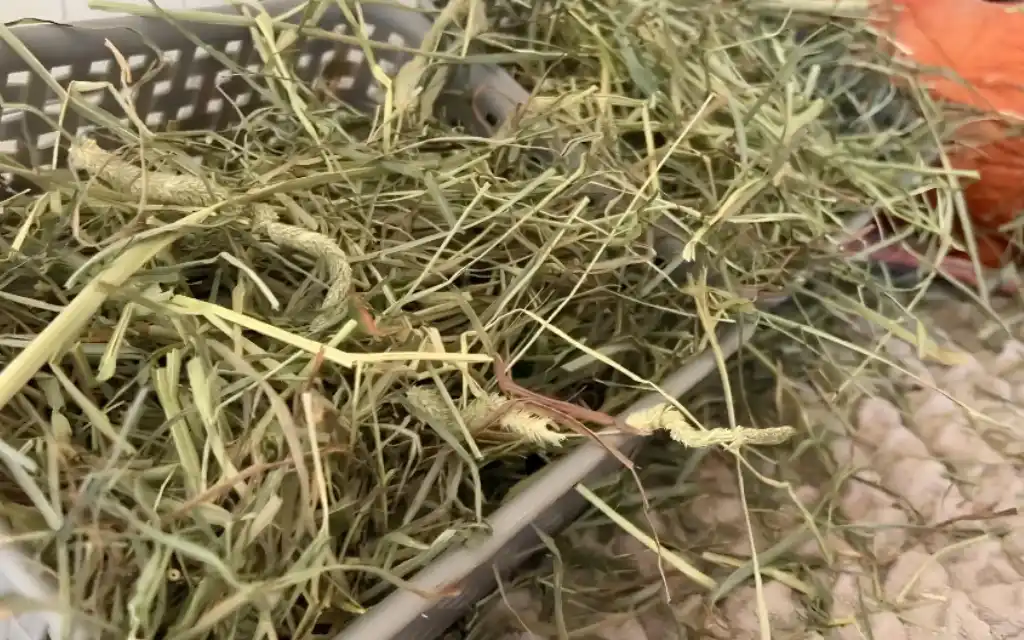 Fresh Timothy hay in a plastic basket for guinea pigs.