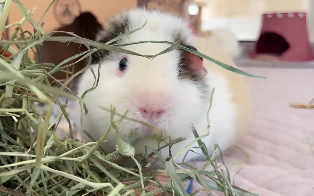 Cute guinea pig sitting next to a basket of hay.